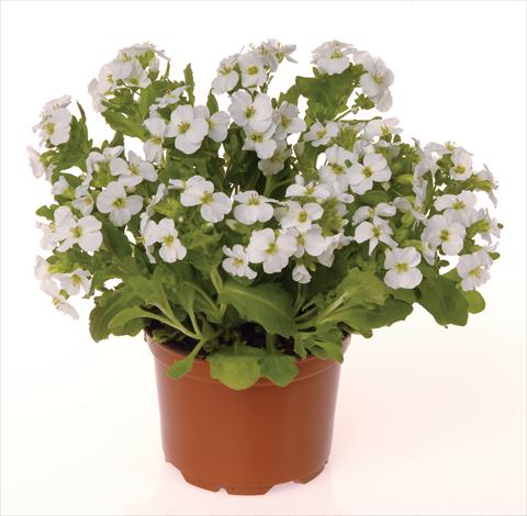 Photo de variété de fleurs à utiliser comme: Plante à massif/ plante de bordure Arabis caucasica Lotti White