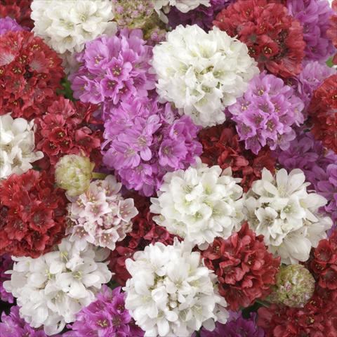 Photo de variété de fleurs à utiliser comme: Plante à massif/ plante de bordure Armeria pseudarmeria Ballerina Formula Mixture