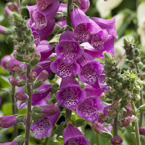 Photo de variété de fleurs à utiliser comme: Plante à massif/ plante de bordure Digitalis purpurea Dalmatian Purple Improved