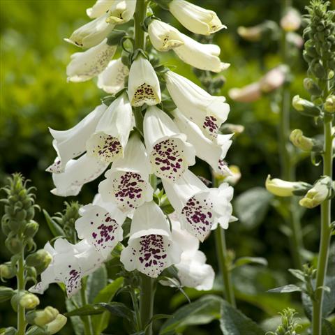 Photo de variété de fleurs à utiliser comme: Plante à massif/ plante de bordure Digitalis purpurea Dalmatian White Improved