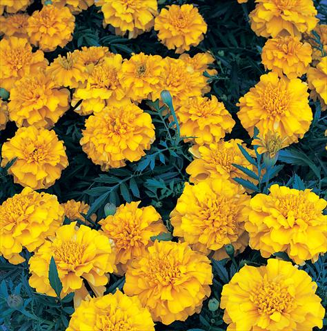 Photo de variété de fleurs à utiliser comme: Plante à massif/ plante de bordure Tagetes patula Zenith Extra Orange