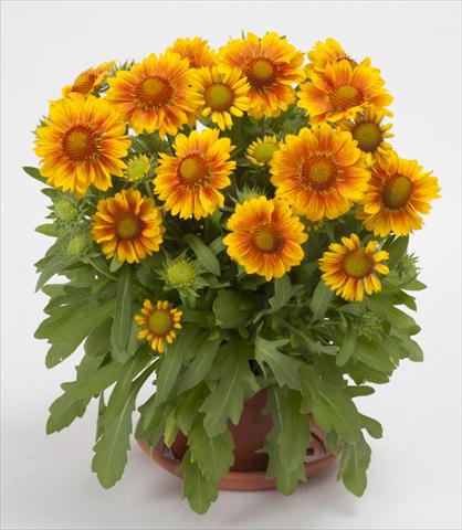 Photo de variété de fleurs à utiliser comme: Plante à massif/ plante de bordure Gaillardia Mesa Peach