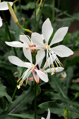 Photo de variété de fleurs à utiliser comme: Plante à massif/ plante de bordure Gaura lindheimeri Sparkle White
