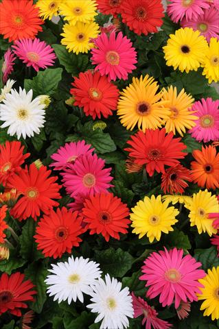 Photo de variété de fleurs à utiliser comme: Pot Gerbera jamesonii Mega Revolution Select Mixture