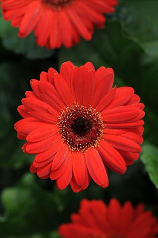 Photo de variété de fleurs à utiliser comme: Pot Gerbera jamesonii Midi Revolution Scarlet with Dark Eye