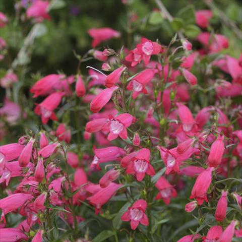 Photo de variété de fleurs à utiliser comme: Pot et Plante à massif Penstemon x mexicali Carillo Red