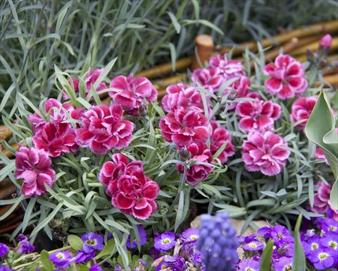 Photo de variété de fleurs à utiliser comme: Suspension / pot Dianthus Diantica® Burgundy