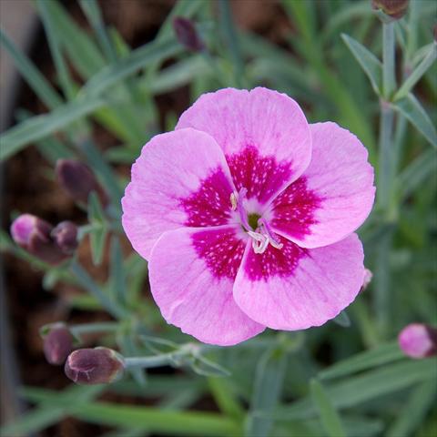 Photo de variété de fleurs à utiliser comme: Suspension / pot Dianthus Diantica® Pink+Eye