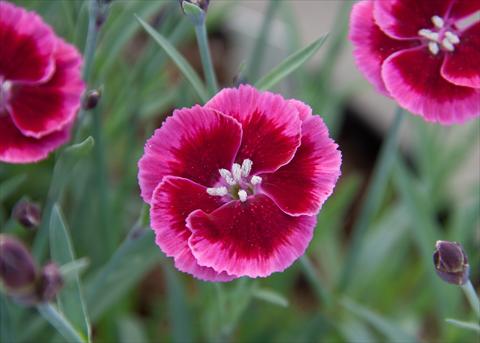 Photo de variété de fleurs à utiliser comme: Suspension / pot Dianthus Diantica® Raspberry Cream
