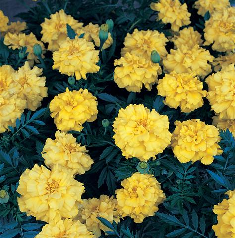 Photo de variété de fleurs à utiliser comme: Plante à massif/ plante de bordure Tagetes patula Zenith Lemon Yellow