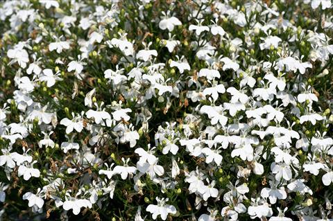 Photo de variété de fleurs à utiliser comme: Pot, Plante à massif, patio, Suspension Lobelia Curaçao® Basket White