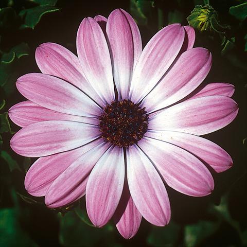 Photo de variété de fleurs à utiliser comme: Pot et Plante à massif Osteospermum FlowerPower® Compact Light Pink