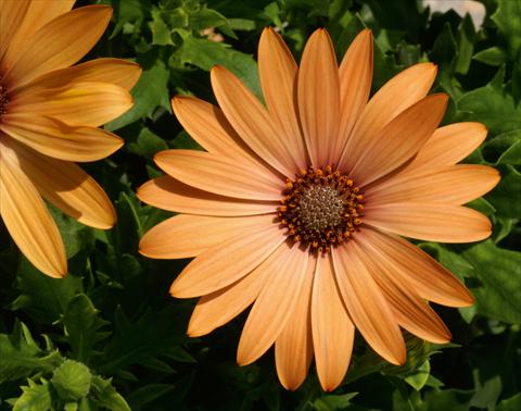 Photo de variété de fleurs à utiliser comme: Pot et Plante à massif Osteospermum FlowerPower® Compact Orange Bronze