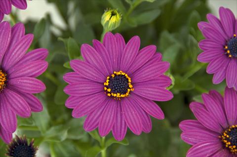 Photo de variété de fleurs à utiliser comme: Pot et Plante à massif Osteospermum FlowerPower® Compact Silver Purple