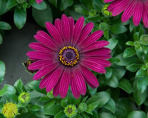Photo de variété de fleurs à utiliser comme: Pot et Plante à massif Osteospermum FlowerPower® Dark Purple