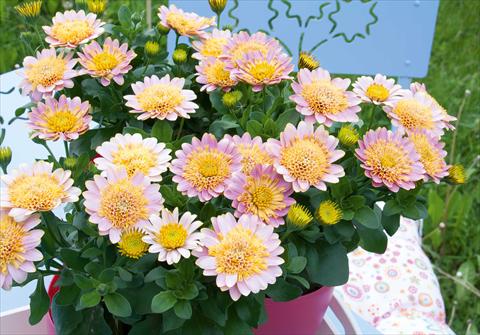 Photo de variété de fleurs à utiliser comme: Pot et Plante à massif Osteospermum FlowerPower® Double Pink+Yellow