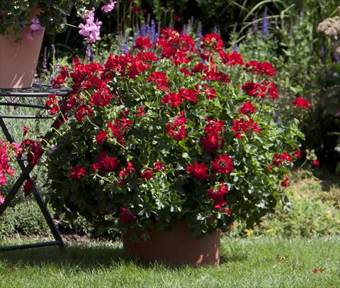 Photo de variété de fleurs à utiliser comme: Patio, pot Pelargonium interspecifico Marcada Dark Red