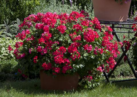 Photo de variété de fleurs à utiliser comme: Patio, pot Pelargonium interspecifico Marcada Magenta