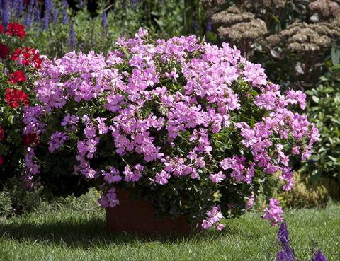 Photo de variété de fleurs à utiliser comme: Patio, pot Pelargonium interspecifico Marcada Pink