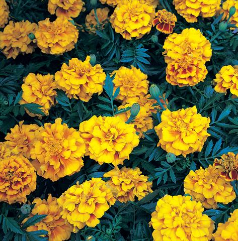 Photo de variété de fleurs à utiliser comme: Plante à massif/ plante de bordure Tagetes patula Zenith Red & Gold