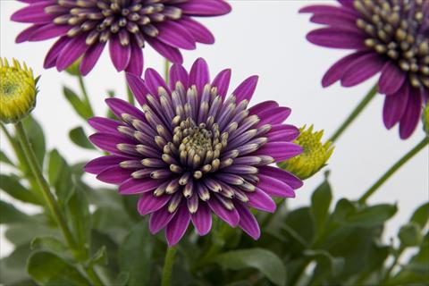 Photo de variété de fleurs à utiliser comme: Pot et Plante à massif Osteospermum FlowerPower® Double Purple Explosion