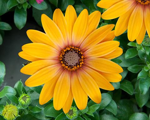 Photo de variété de fleurs à utiliser comme: Pot et Plante à massif Osteospermum FlowerPower® Magic Orange