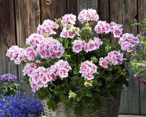 Photo de variété de fleurs à utiliser comme: Pot, Plante à massif, patio Pelargonium zonale Moonlight® Katy13