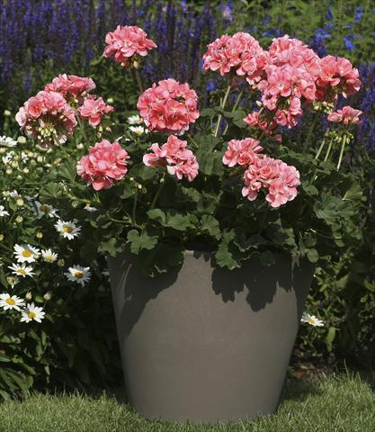 Photo de variété de fleurs à utiliser comme: Pot, Plante à massif, patio Pelargonium zonale Moonlight® Michelle