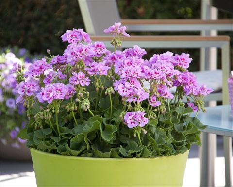 Photo de variété de fleurs à utiliser comme: Pot, Plante à massif, patio Pelargonium zonale Sunrise® Katinka13
