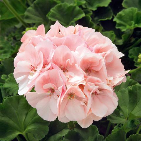 Photo de variété de fleurs à utiliser comme: Pot, Plante à massif, patio Pelargonium zonale Sunrise® XL Appleblossom