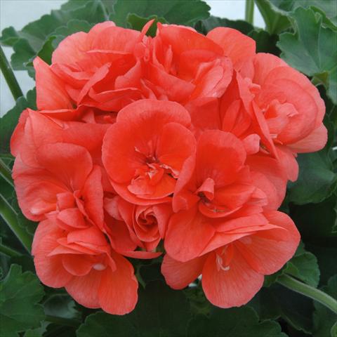 Photo de variété de fleurs à utiliser comme: Pot, Plante à massif, patio Pelargonium zonale Sunrise® XL Demira