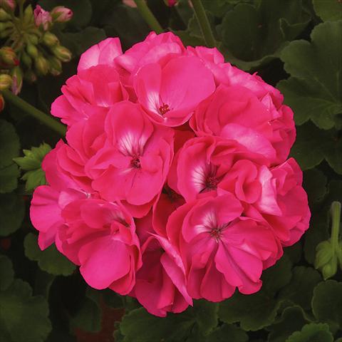 Photo de variété de fleurs à utiliser comme: Pot, Plante à massif, patio Pelargonium zonale Sunrise® XL Elaine