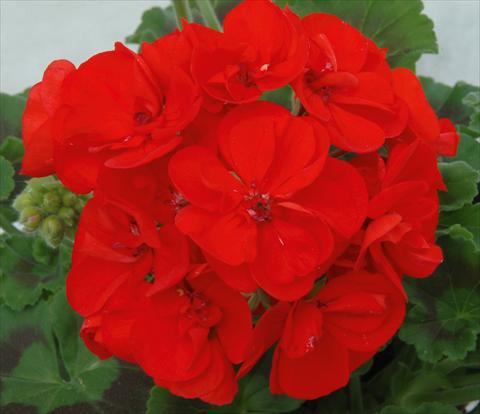 Photo de variété de fleurs à utiliser comme: Pot, Plante à massif, patio Pelargonium zonale Sunrise® XL Elara