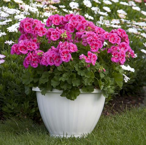 Photo de variété de fleurs à utiliser comme: Pot, Plante à massif, patio Pelargonium zonale Sunrise® XL Ganymed13