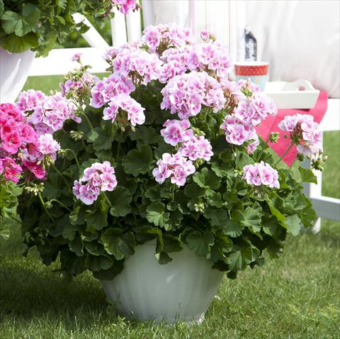 Photo de variété de fleurs à utiliser comme: Pot, Plante à massif, patio Pelargonium zonale Sunrise® XL Kristiana
