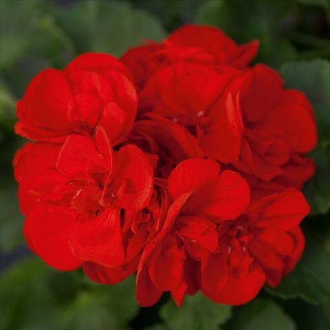 Photo de variété de fleurs à utiliser comme: Pot, Plante à massif, patio Pelargonium zonale Sunrise® XL Leon