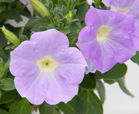Photo de variété de fleurs à utiliser comme: Pot, Plante à massif, patio, Suspension Petunia Bonnie Light Blue