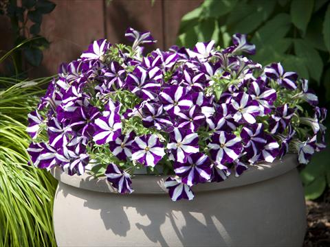 Photo de variété de fleurs à utiliser comme: Pot, Plante à massif, patio, Suspension Petunia Bonnie Purple Star