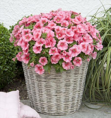 Photo de variété de fleurs à utiliser comme: Pot, Plante à massif, patio, Suspension Petunia Bonnie Salmon Red Vein