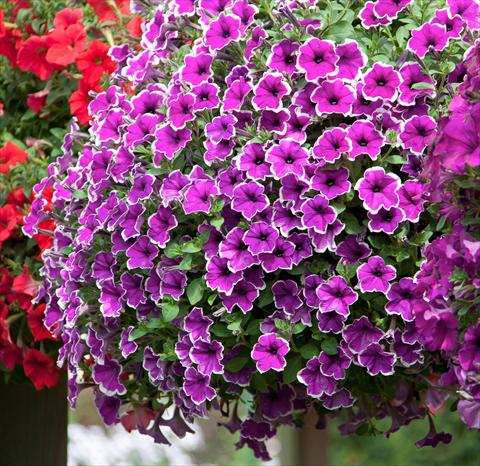 Photo de variété de fleurs à utiliser comme: Pot, Plante à massif, patio, Suspension Petunia Deluxe Lilac Picotee