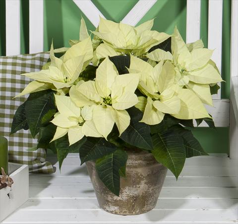 Photo de variété de fleurs à utiliser comme: Pot Poinsettia - Euphorbia pulcherrima Christmas Beauty Lime
