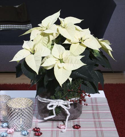 Photo de variété de fleurs à utiliser comme: Pot Poinsettia - Euphorbia pulcherrima Christmas Feelings® Pearl