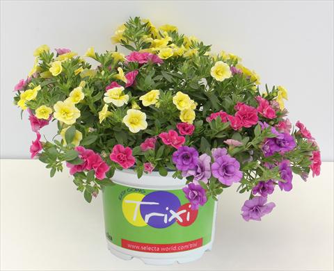 Photo de variété de fleurs à utiliser comme: Pot, Plante à massif, patio 3 Combo Trixi® MiniFamous® Double Early Petticoat13
