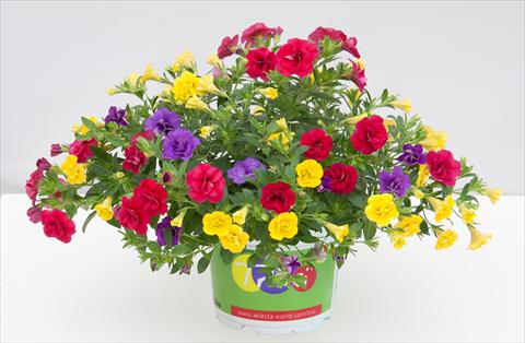 Photo de variété de fleurs à utiliser comme: Pot, Plante à massif, patio 3 Combo Trixi® MiniFamous® Double Hot Petticoat
