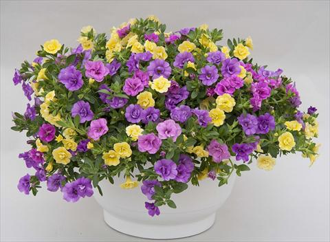 Photo de variété de fleurs à utiliser comme: Pot, Plante à massif, patio 3 Combo Trixi® MiniFamous® Double Petticoat