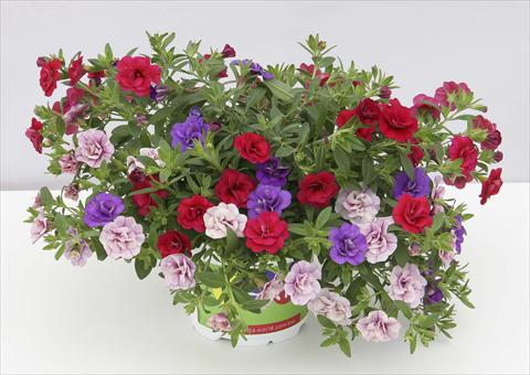 Photo de variété de fleurs à utiliser comme: Pot, Plante à massif, patio 3 Combo Trixi® MiniFamous® Double Sweet Petticoat