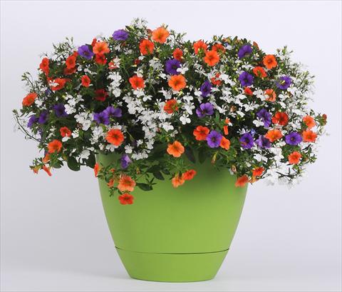 Photo de variété de fleurs à utiliser comme: Pot, Plante à massif, patio 3 Combo Trixi® Spring Valley