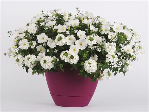 Photo de variété de fleurs à utiliser comme: Pot, Plante à massif, patio 3 Combo Trixi® White Pearl