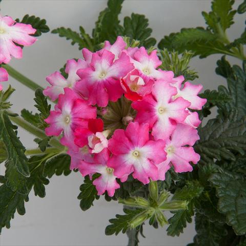 Photo de variété de fleurs à utiliser comme: Pot, patio, Suspension Verbena Bebop Dark Pink