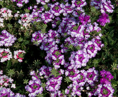 Photo de variété de fleurs à utiliser comme: Pot, patio, Suspension Verbena Bebop Dark Violet